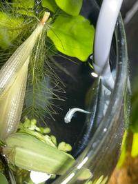 めだかが病気かわからない。

水草についてきてしまった針子のメダカが
それなりに大きくなり、
当初は問題なかった泳ぎ方が気になったため質問です。 当方メダカ未経験で、水槽はシュリンプのみです。
(粗い画像しか撮れず、すみません。)
泳ぎ方としては
・そもそも留まっている事が多く
・時折 背骨が心配なくらいくの字に曲がります
・くの字に泳ぐ姿が痒そうにも見えます
・餌ぐいは...