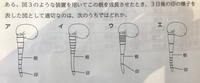 下の理科の問題について質問です

根を成長させた時の、印の様子を答える問題で、根は先端付近が成長するので、
答え ウ
だと答えたのですが、模範解答を見ると、
答え イ
となっています。 解説をお願いします。