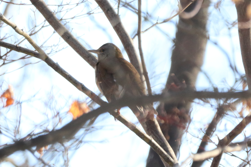 北海道 札幌市 2024/12/30 動物 鳥類 シロハラでしょうか？オス・メスどっちでしょうか？