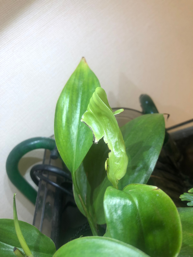 ヤマサキカズラについて。 - ヤマサキカズラ（水上葉）テラリウ