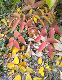 庭の木について
写真の画像検索でハゼノキと出たのですが１月の今でも落葉していません。
質問は
木の種類 (ハゼノキかどうか)
落葉時期 かぶれるのが怖いのでこのまま切ったりせず黒いビニール袋をかぶせていたら枯れるかどうか 
です。よろしくお願いします。