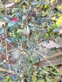 植物に詳しい方教えてください！

家の敷地を散歩してたら綺麗な葉っぱでつい目に止まってしまった低木？がありました。

何かわかりますか？ もし毒とかでなければ、あまり目立たない場所にあるので庭木達の仲間入りにして育てたいと思ってます。

詳しい方よろしくお願いいたします！