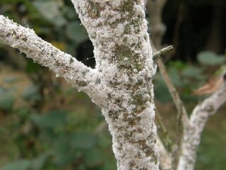 コンプリート 桜 病気 白い斑点 桜 病気 白い斑点