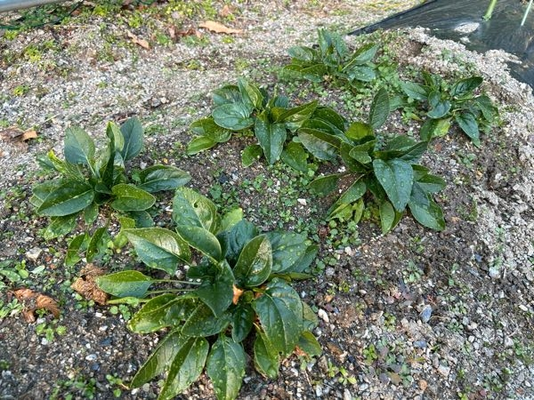 ほうれん草（畑栽培）が横に広がって成長？ 11月頃に植えたと思いますが現状写真です。 縦には伸びず、横に？？不思議です。 失敗でしょうか？このまま続けて良いのかもわかりません。 ☀︎畑 ☀︎日当たり6時間くらい ☀︎畑が山の上にあるのでかなり寒い ☀︎ホームセンターで買った苗（品種覚えてない） ☀︎すぐ近くでキャベツ育てています よろしくお願いします。