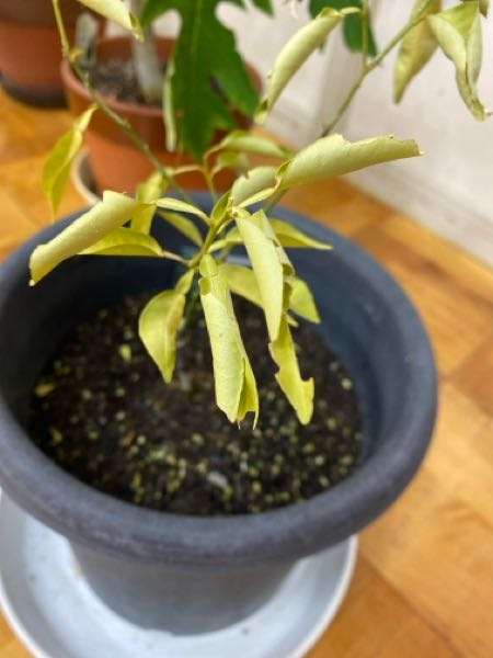 すだちの鉢植えのことでお願いします。 昨年秋に苗木を購入し、鉢植えで育てていたんですが、冬になって黄色く変色してしまいました。今朝方葉が丸まってきてしまったんで、慌てて屋内に避難させたんですが、春になったら復活しますでしょうか。 もしかしてもうダメなのかも、と思い、何かできることはないか質問します。 屋内避難以外に何かできることがあれば教えてください。 もし、もうダメなら、引導を渡してやりたいと思います。 寂しいですが、仕方がないと思っています。