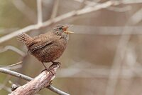 難易度の高い野鳥撮影について。 野鳥撮影を始めて半年の初心者です。 私がここ2カ月ぐらいに撮った野鳥で、一般的ではないと思われるのは、 1.ミソサザイ 2.センダイムシクイ 3.カワガラス などがあります。 ベテランさんには「そんなの」と思われるでしょうが、私のような初心者では、よく撮れた方です。 このミソサザイ、どうすれば、もっと良くなりますか?