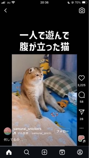 この猫の種類わかる方いますか？ 調べても出てこなくて…