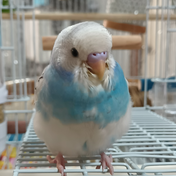 生後1ヶ月半のセキセイインコです。 性別がわかる方がいたら教えてください。