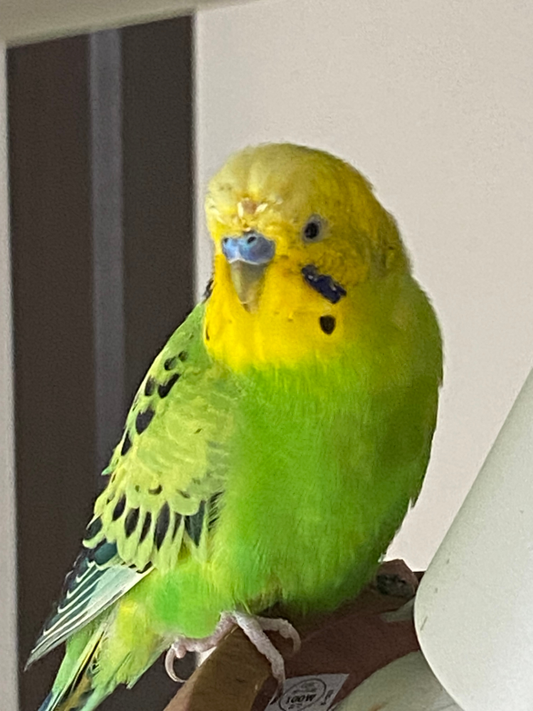 飼っているセキセイインコの顔まわりの毛が抜けている？変色しているのか分かりませんが、このようになっています。これへどのような症状なのか分かる方教えてください。