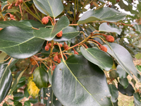 この植物の名前を教えてください。
去年の12月ごろ熊本市の住宅地で見つけました。 