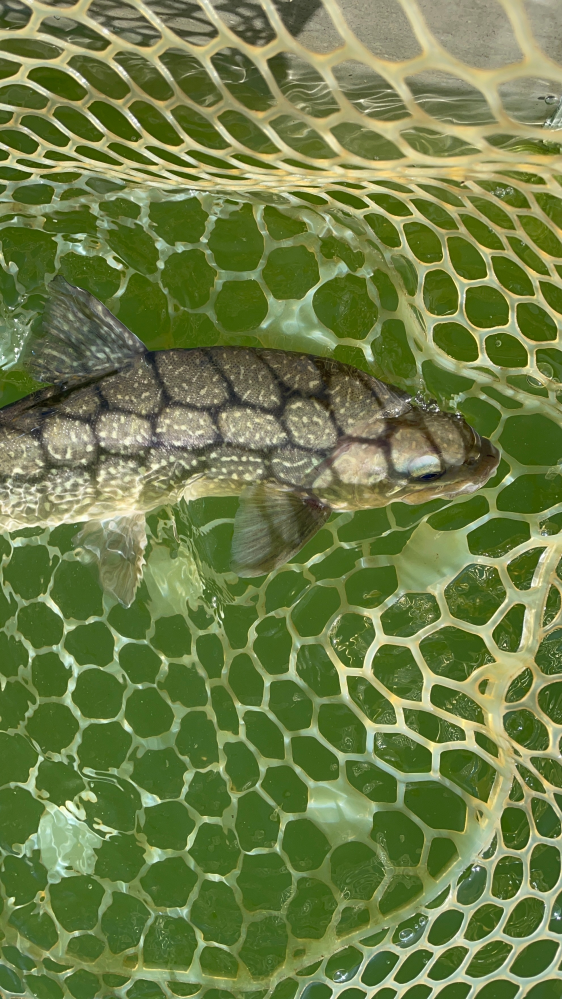 写真の魚の名前を教えてください。 この間の釣行で釣り上げた魚なのですが、名前が分からず困っています。岩魚かと思ったのですが、特徴である白く丸い斑点がありません。 どなたかわかる方がいたら、よろしくお願いします。