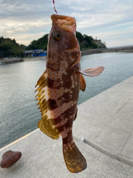 この魚はキジハタですか？アカハタですか？