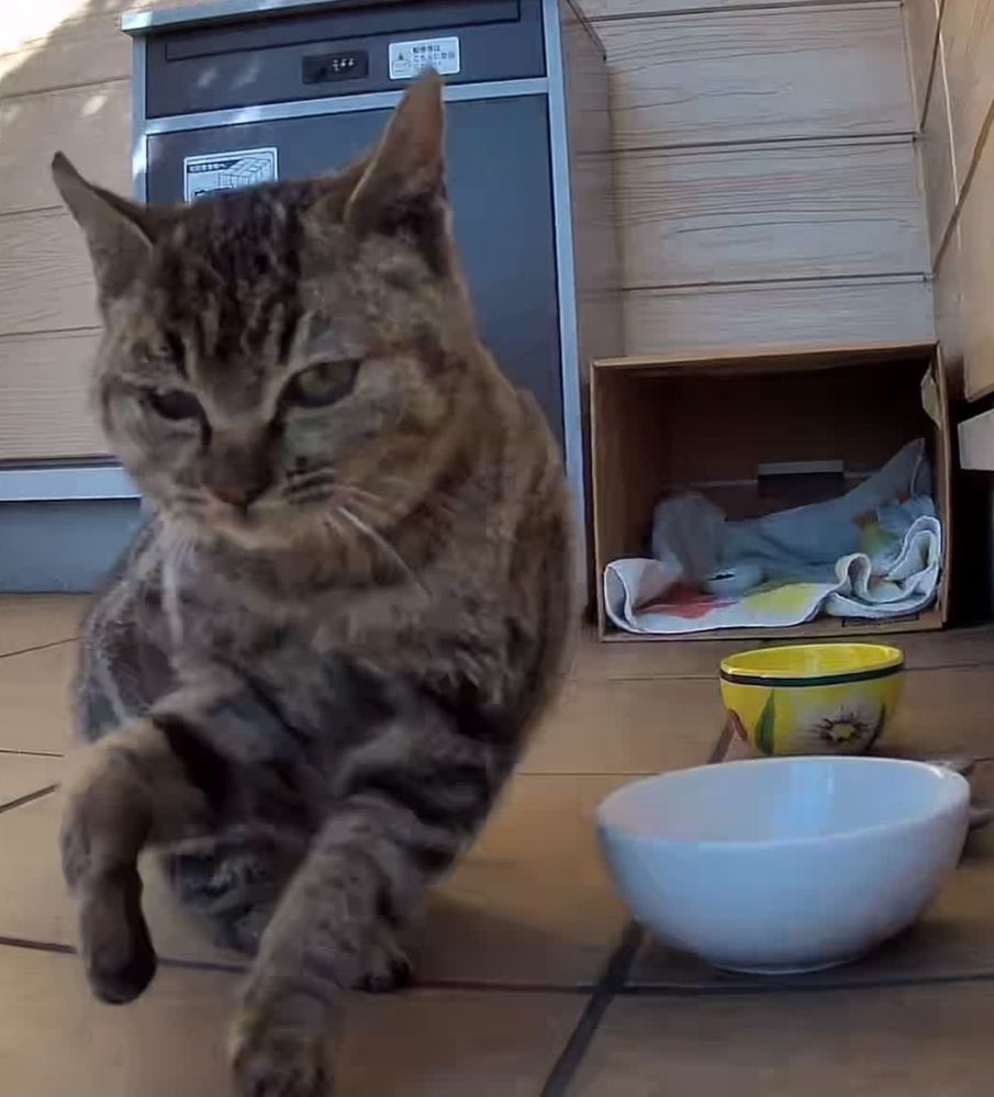 野良猫を捕獲するのに失敗してしまいました。 最近家の周りで小さい野良猫を見つけました。その子は、母猫や兄弟とはぐれたのか1匹で毎回ご飯を食べに来てくれました。さらに、右の前足を骨折しているのか浮かせながら歩いていました。最近はとても寒いので子猫ということもあり家で保護してあげようと、地域の保護活動をしている団体さんに捕獲器を借りてしばらく待ってみました。 その日の夜に入っていたのですぐに洗濯ネットを持って捕獲器から出してあげようとしたのですが、その洗濯ネットをしっかりと固定できていなかったのが原因でそのまま飛び出して逃げてしまいました。他にご飯を置いているところは無さそうなのですが子猫はまた戻ってきてくれるでしょうか。 野良猫を捕獲器で捕まえようとしたのが初めてで至らないところがあったのも承知ですが、母がかなりショックを受けてしまって私もどうしたらいいのか分からず知恵袋を利用させていただきました。 些細なことでもいいので回答を頂けたら嬉しいです。長文になってしまいすみませんでした。