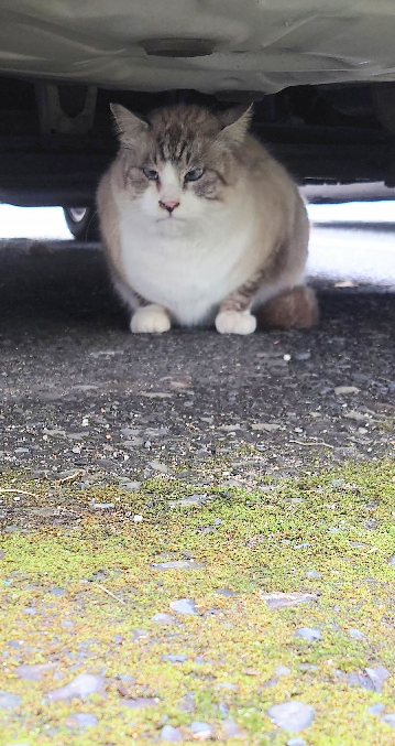 この猫ちゃんは何歳位か分かるかいますか？ 近所の地域猫ちゃんです。