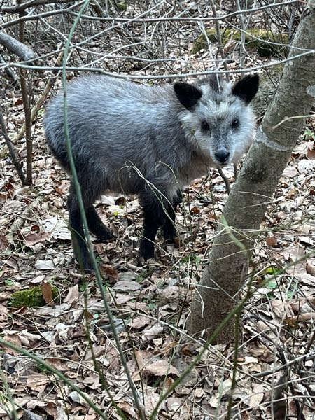 長野県の東信地域で不思議な動物に会いました。大きさは中型犬程度で、見た目はタヌキみたいです。何という動物なのか、動物に詳しい方教えてください。