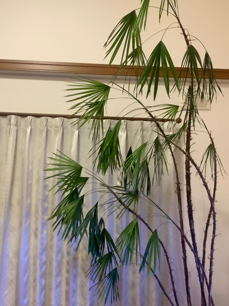 観葉植物について質問です 最近うちの観葉植物が元気ありません こないだまでは元気だったのですが最近なんだか萎れて来てしまいました 何か植物に詳しいような方、解決法だったり、こうしたらいいんじゃないか、みたいなのがある方回答お願いします