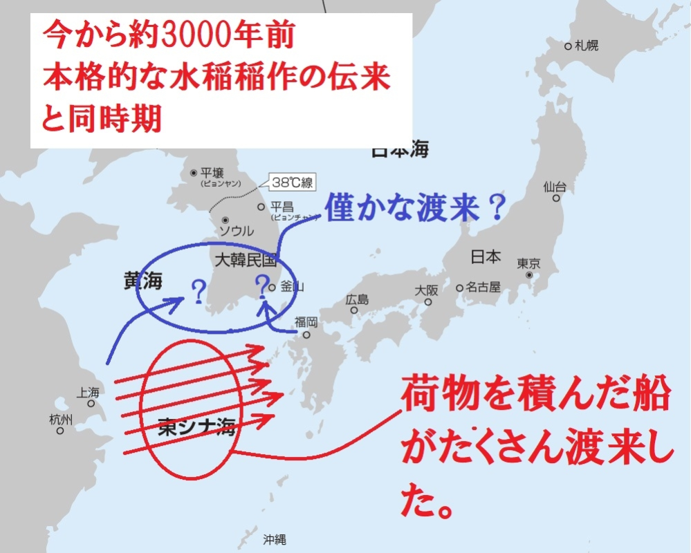 「渡来系弥生人」が「本格的な水稲稲作」を携えて日本列島に渡来して「弥生時代」が開始したのは、今から「約３０００年前（紀元前１０世紀）」と判明しています。 . 今から「約3000年前（紀元前10世紀）」だと「航海術」が未熟で「中国大陸」から直接「日本列島」には来れないだろうとの「回答」を出す方がいらっしゃいますが、ニホンヤモリ（古い外来種）の遺伝子を調査した結果からみると、今から「約3000年前（紀元前10世紀）」に「中国大陸」からの直行便の船がたくさん来ていたのではありませんか？ . ●「ニホンヤモリ」は「船」に積まれた「荷物」に潜んで「渡来」する。 ①「2023年」の「東北大学」による「ニホンヤモリ（古い外来種）の遺伝子調査」から、「ニホンヤモリ」は「今から約3000年前」に「中国大陸」から（朝鮮半島を中継せずに）「中国大陸」から直接、「船に積まれた荷物」に潜み紛れ込んで、「日本列島」に「渡来」した模様。 ②「日本列島」に渡来した「ニホンヤモリ」の「遺伝的多様性」から、「中国大陸」の複数の地域から、多くの「ニホンヤモリ」が「日本列島」に渡来した模様。 【↓根拠（エビデンス）】 名前から日本固有種と思われがちなニホンヤモリ、実は約3千年前の日本への本格的な水稲稲作の伝来と同時期に、人の移動や物流に便乗して、朝鮮半島ではなく、中国から九州地方に直接伝来した「外来種」であることが「東北大学」の研究調査により判明しました。 ↓ニホンヤモリは外来種だった！遺伝子と古文書で解明したヤモリと人の3千年史【東北大学大学院生命科学研究科】 https://www.tohoku.ac.jp/japanese/newimg/pressimg/tohokuuniv-press20221201_02web_gecko.pdf ↓ニホンヤモリは外来種だった 遺伝情報を解析、3千年の歴史を解明【朝日新聞 2023/1/19】 https://www.asahi.com/articles/ASR1L514JR15ULBH002.html?iref=pc_photo_gallery_bottom ↑名前から日本固有種と思われがちなニホンヤモリ。実は約3千年前に中国から九州地方にやってきた「外来種」で、人の移動や物の流れとともに生息域を東に広げていった。 ↓朝日新聞【2023/1/19】図 https://www.asahi.com/articles/photo/AS20230125001783.html?iref=sp_photo_gallery_next_arrow ●「朝鮮半島」の「ニホンヤモリ」は多様性がほとんど無く、少数特定地の「ニホンヤモリ」が「中国大陸」もしくは「日本列島」から紛れ込んだだけの模様です。 ↓ニホンヤモリ は古い外来種？【自然・環境評価研究部 系統分類研究グループ太田英利】 https://www.hitohaku.jp/exhibition/planning/2-1_2022-ohta.pdf ↑遺伝的多様性は中国、日本、韓国（＝多様性がほとんど無い）の順で高い リンク：邪馬台国、卑弥呼、渡来、神武、神功、縄文、弥生、ルーツ、起源 ↓（ニホンヤモリ（古い外来種）の遺伝子調査から見る限り）今から「約3000年前（紀元前10世紀）」の日本への本格的な水稲稲作の伝来と同時期に、「中国大陸」から直行で「（荷物を積んだ）船」が「日本」に「たくさん渡来」した模様。