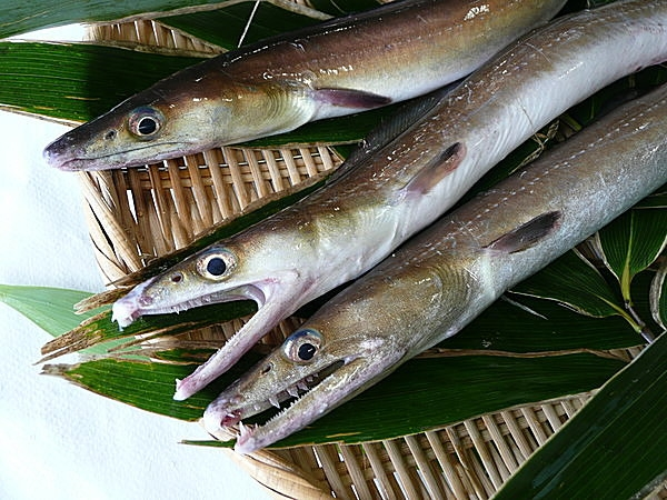 鱧（ハモ）は、上魚、中魚、下魚のいずれになるのですか？ □ 江戸時代の人は魚を上魚、中魚、下魚と格付けしていました。その格付け表に 鱧（ハモ）が見当たりません。 □ http://fudoumyooo.fc2web.com/syun/kaisetu_syun/edojidai.html □ 古くから上方では、鱧（ハモ）は高級魚とされました。江戸時代に蒲鉾が広ま ると「蒲鉾は鱧をもって上とす。鯛を次とす」と言われました。蒲鉾の原料と しては鱧が最高でその次が鯛ということです。 □ ＜ハモ＞