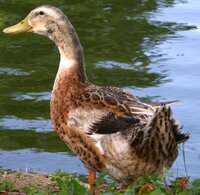 写真のアヒルの 名前を教えて下さい 写真はアヒルだと思 Yahoo 知恵袋