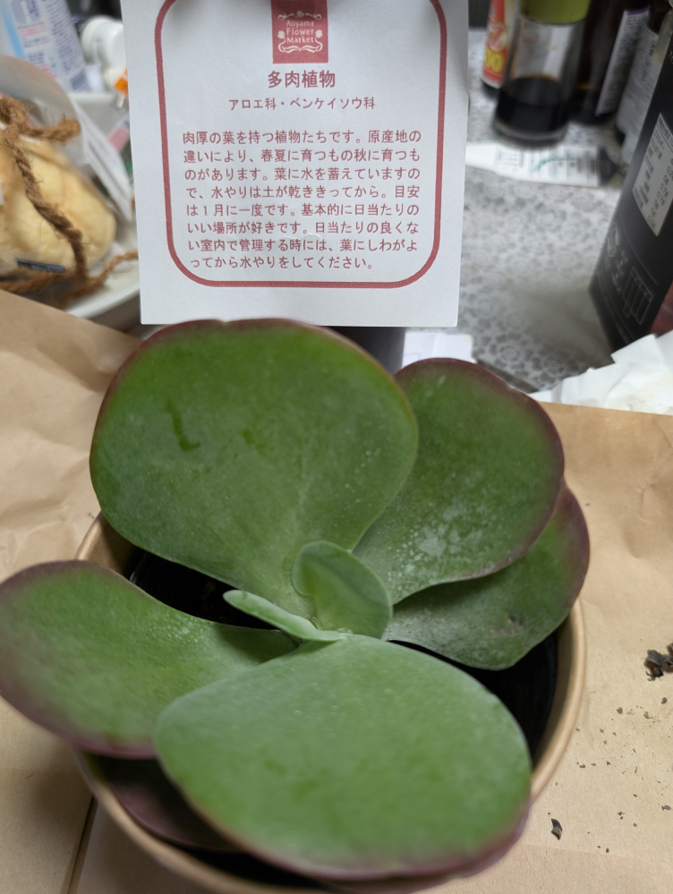 今日、多肉植物を花屋で買いました。 名前ぎ書いて無くアロエ科ベンケイソウ科 としか書かれてませんでした。 どなたか名前の分かる方教えて下さい。 宜しくお願い致します。