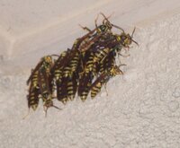 蜂が自宅の外壁に密集して困っています 巣を作るのでしょうか ３日前から玄 Yahoo 知恵袋