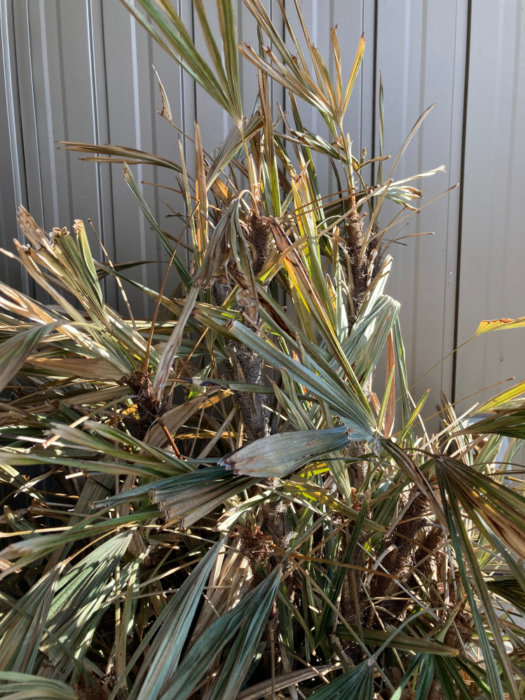 写真の職場について質問です。 この植物の名前はなんでしょうか？ 枯れ始めてる気がするのですが、大丈夫でしょうか？