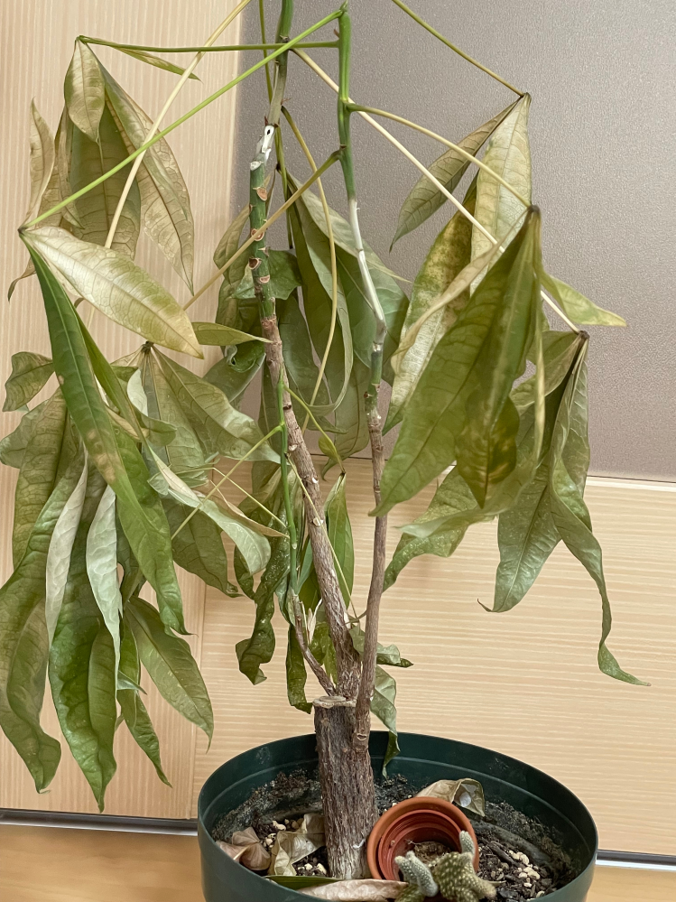大きくなりすぎた観葉植物 - って、皆さんどうしてますか？うちでは大 - Yahoo!知恵袋