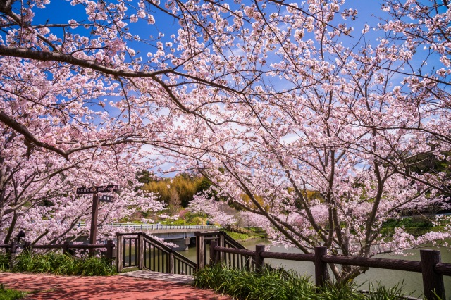 皆さんは、この桜を見てどう思いますか