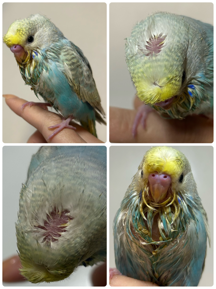 【生後4週間のセキセイインコ】PBFDと食滞について質問です。 2025/1/16産まれのセキセイインコ雛を2025/2/7にお迎えしました。 (1)お迎えした当初から頭頂部の毛が生えておらず、すぐに生えてくると言われていましたが2/17現在いまだ生えて来ません。 毛根を見ますが生える気配もありません。 頭頂部より前部分の毛並みも少しおかしいです。 また、毛並が全体的に綺麗ではありません。餌で汚れているせいもありますが、同じくらいに産まれた子達に比べ、ボサボサして丸っこい気がします。 (2)そのうの膨らみが気になります。 餌は購入元の指示により粟玉とパウダーを混ぜて与えています。 食欲はあり、特に最初の食いつきはとてもいいです。 しかし餌が冷めるとほとんど食べません。 温め直すとまた食べ始めます。 4時間おきにさし餌を与えていますが、そのうがぺたんこになるのとはなく常に膨らみがあるように感じます。 元気はあり、鳴きますが、少々息をするのが早い気がします。 上記の状態につき、PBFDやそのう炎、食滞の可能性があるのか心配です。 クラミジア以外の検査はしておらず今週の木曜日(2/20)に受診予定ですが毎日気になって仕方がないので質問させていただきました。 何かわかる方は是非教えていただけると嬉しいです。 ちなみにこの子は一目惚れで、女の子か男の子か、また種類は何か、わからないままにお迎えしました。 レインボーかなと思うのですが具体的に何という品種なのかわかると嬉しいです。