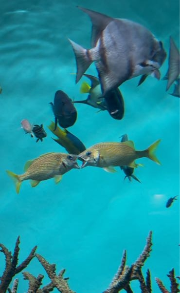 水族館に行ったら、2匹の魚が口を合わせて喧嘩みたいなことをしていたのですが、これは何をしているのですか？あとこの魚ってそもそも何かわかりますか?