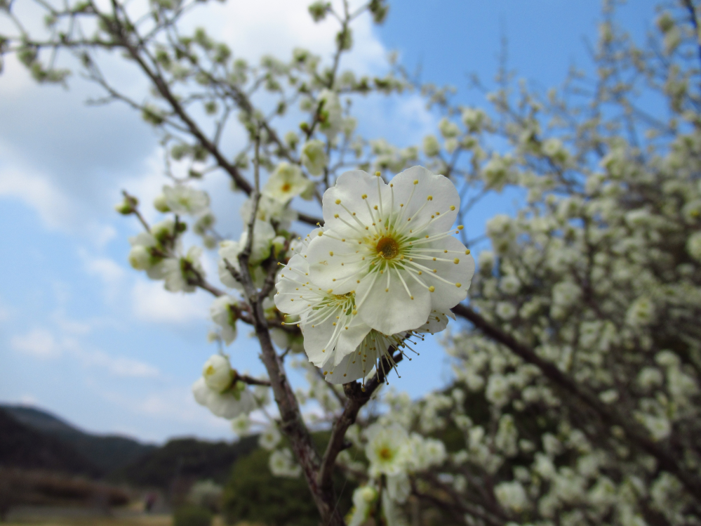 今日の午前中、梅の花の写真を撮りに行きました。 撮影後、自宅で前年の分と比較するとほぼ同じアングルで 撮影してます、写真を添付するので、良かったらアドバイスをください。