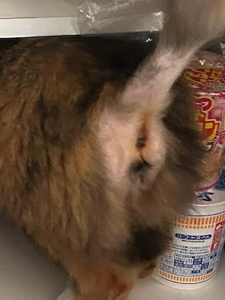 猫のおしりが画像のように禿げてる？んですけど何か病気とかあるんですかね？？