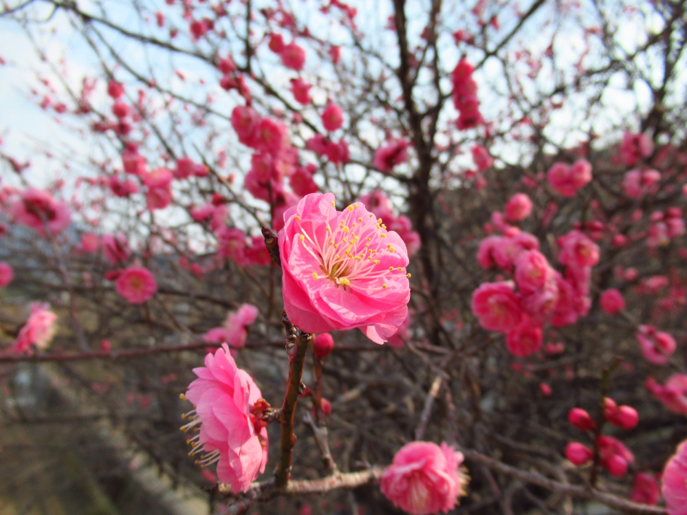 本日、梅の写真を撮りに行きました。 撮った写真の中で自分がそこそこ気に入ったものを 添付するので、どういう風に撮ったがもっと良くなるとか アドバイスをいただけると助かります。