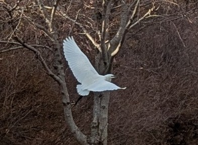 こんな感じの真っ白な鳥を見つけたのですが、何という鳥ですか？ハトかと思ったのですが、ハトよりは大きくて真っ白だったので気になって、、画質悪いですが、分かる方いたらぜひ教えてください！