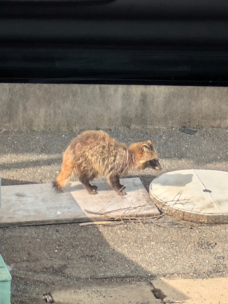 この動物はたぬきでしょうか？