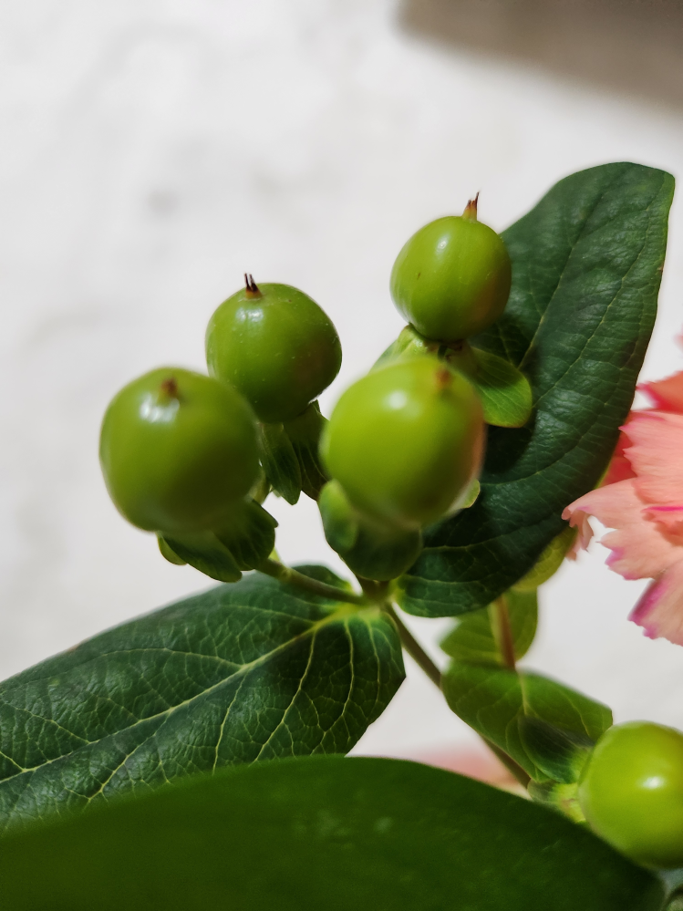 この植物は何という名前ですか？