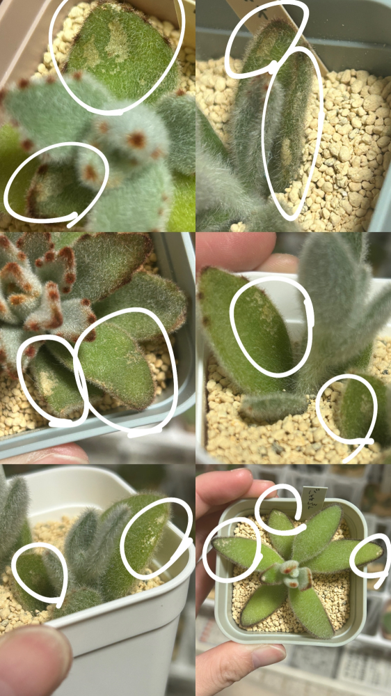 多肉植物に詳しい方!!助けてください!!カット苗で購入したカ