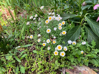 この花の名前を教えてください。 