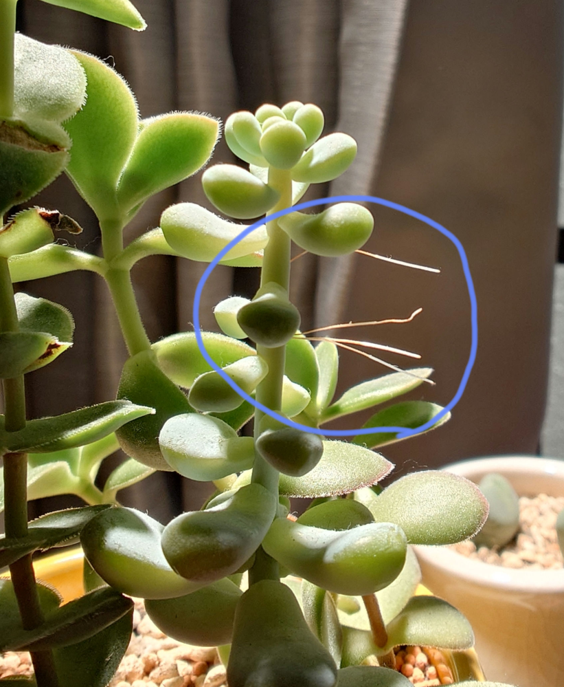 天使の雫という多肉植物の茎から毛のようなものが伸びてきました