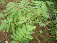 オジギソウの花が咲きません 庭にオジギソウを植えました 元 Yahoo 知恵袋