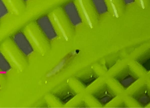 知り合いの農家さんから頂いた生の椎茸に小さい白い虫が付いていました、椎茸で虫は初めて見たのでなんの虫なのか教えてください。 ウジみたいでした Googleで塩水につけて置いておくと虫が浮いてくるとの事だったのでやってみましたが、出てきませんでした。 椎茸を冷蔵庫から取り出して置いて置いたザルに3匹居ました。