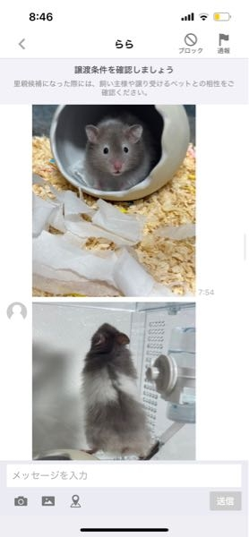 新しくセーブルバンデットハムスターという種類の ハムスターを飼いました。 この個体の種類は大人しいですか？ 噛まないですか？ また慣れる為にはどうしたら良いですか？ 噛まないで、手乗りになってくれる方法とかありますか？噛まれるのだけが怖くて不安です。