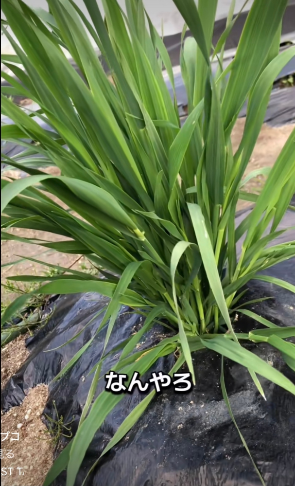 裸地と荒原の違いは何ですか？裸地は何も生育できないが、荒原は地衣... - Yahoo!知恵袋