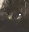 うちの猫可愛すぎませんか！？！？！？！？
可愛すぎて誘拐されないか心配です
おじいちゃん猫なのでちょっとｸﾁｬｲですがクセになります！！！ 
