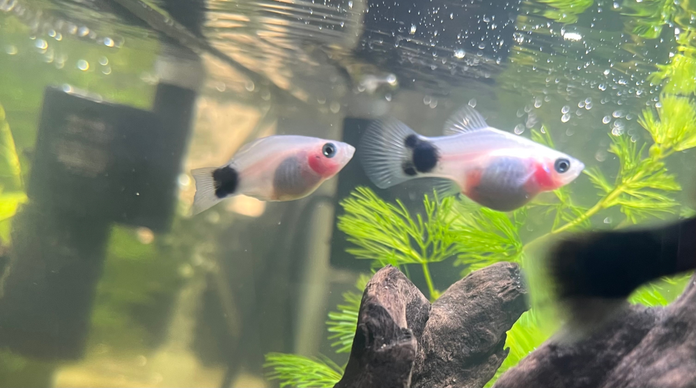 右のミッキーマウスプラティって これは妊娠してるんですか？ 画像見ずらくてすみません！
