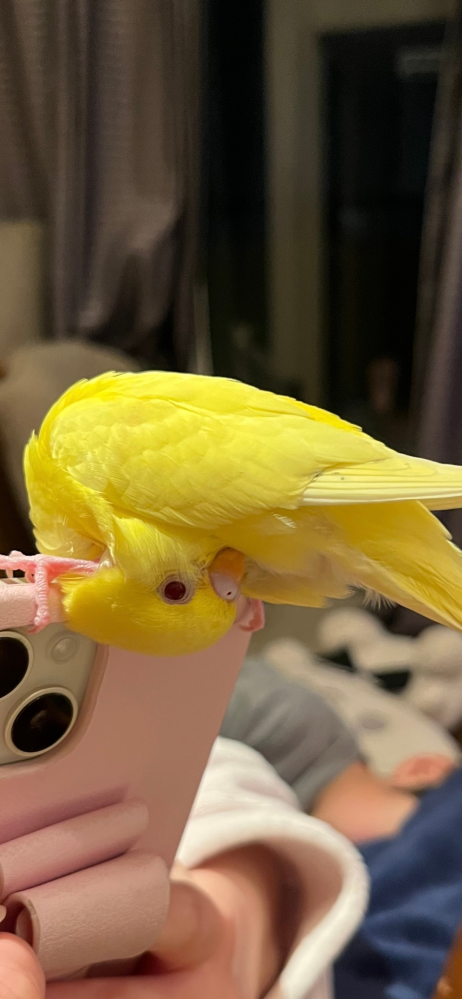 カナリアの飼育経験がある方、またはカナリアについて詳しい方に カナリアの飼育経験がある方、またはカナリアについて詳しい方に