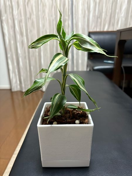 ホームセンターで観葉植物のフェニックスロベレニーに一目惚れ