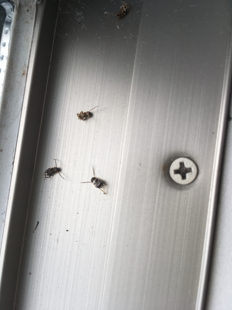 3ヶ月ごとに部屋をチェックすると、エアコンの真下の床に、1ミリから2ミリの黒い糞らしきものがたくさんあり、近くの窓の下に画像の虫の死骸(数ミリ)が20ほどあります。小さな黒いのはゴキブリでしょうか？ エアコンは隠蔽配管になっていますか、穴のすぐ後ろに外壁の配管があり、室外機につながっています。 これらは外から進入してきたゴキブリでしようか？