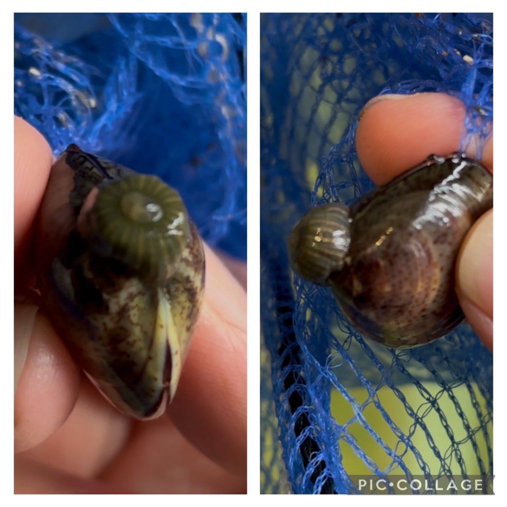 はまぐりについてる生き物について質問です 潮干狩りで蛤をとったんですが、貝に変な生き物がついてました。 何か分かる方いますか？また、取ってしまえば食べても問題ないですか？