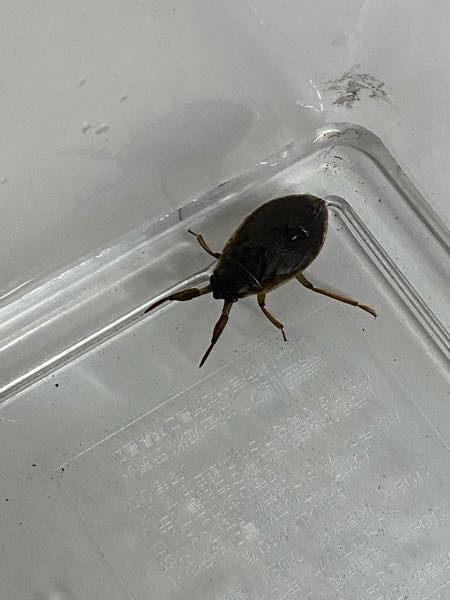 この虫はなんていう虫ですか？タガメ？コオイムシ？ 北海道の札幌で拾いました